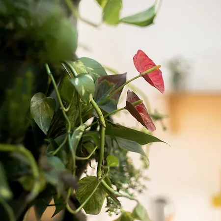 Budapestayz - Lonyay * Budapest